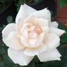 White Cap rose photo