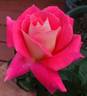 Miss Behavin'™ rose photo