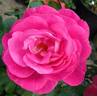Easy To Please rose photo