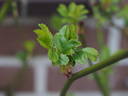 Heinrich Conrad Söth rose photo