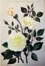 Duchesse de Bragance rose photo