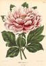 <i>P. moutan</i> Sims synonym peony photo