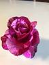 Brindabella Burgundy Tiger rose photo