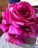 Brindabella Burgundy Tiger rose photo