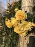 Good Day Sunshine ™ rose photo