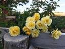 Good Day Sunshine ™ rose photo