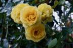 Good Day Sunshine ™ rose photo