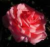 Addo Heritage rose photo