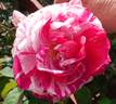 Moore's Striped Rugosa rose photo