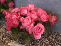 Unconventional Lady rose photo