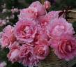 Poetry rose photo