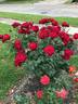 Black Cherry ™ rose photo