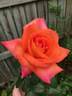 Veldfire rose photo