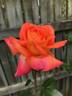 Veldfire rose photo