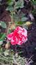 Strawberry Swirl rose photo