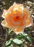 Mrs. Dunlop-Best rose photo
