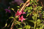 Princess Diana clematis photo