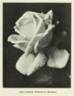 Alliance Franco-Russe rose photo
