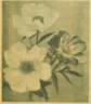Holbein peony photo