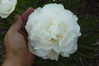 Mother's Choice peony photo