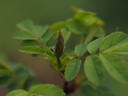 Helvi rose photo