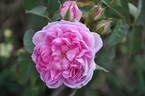 Soupert et Notting rose photo