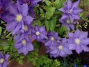 C. 'H. F. Young' clematis photo
