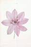 Marcel Moser clematis photo