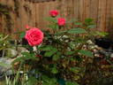 Hi Ho rose photo