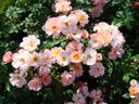 Trianon rose photo