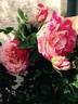 Perfume Tiger rose photo