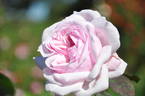 Madame Moser rose photo