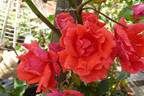 Blaze of Glory rose photo