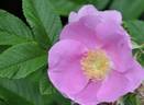 Celtic Blessing rose photo
