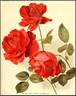 Richmond rose photo