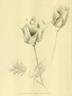 Richmond rose photo