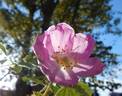 <i>Rosa arkansana</i> var. <i>suffulta</i> rose photo
