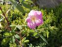 <i>Rosa arkansana</i> var. <i>suffulta</i> rose photo