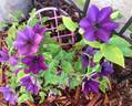 Marie Louise Jensen clematis photo