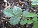 R. glutinosa rose photo
