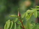 Helvi rose photo