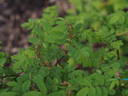 Helvi rose photo