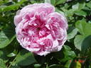 Sister Elizabeth rose photo