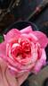 Triple Delight rose photo
