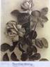 Bloomfield Beverly rose photo