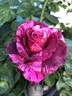 Brindabella Burgundy Tiger rose photo
