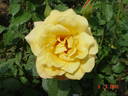 Mrs. Franklin D. Roosevelt rose photo