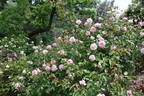 Rhodologue Jules Gravereaux rose photo
