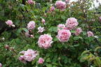 Rhodologue Jules Gravereaux rose photo
