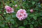 Rhodologue Jules Gravereaux rose photo